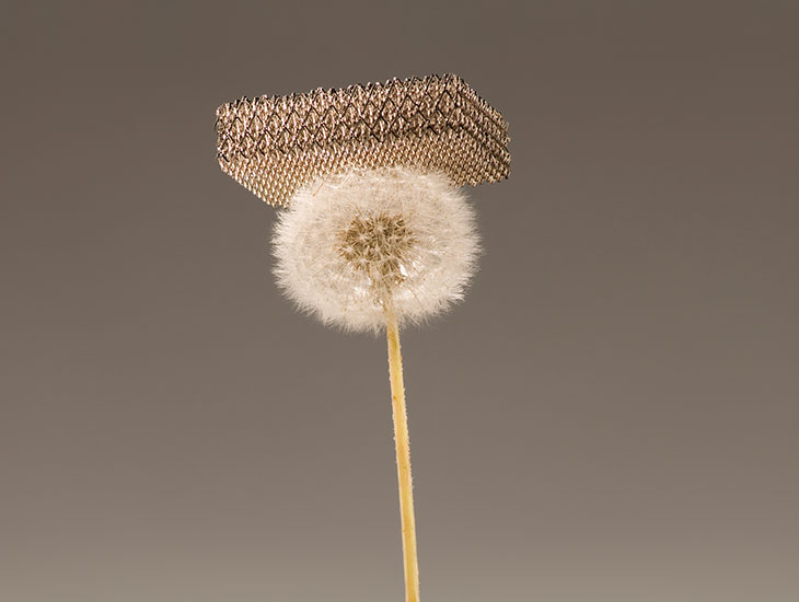 Dandelion